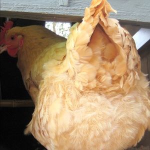 Meet your Posher, Gianna